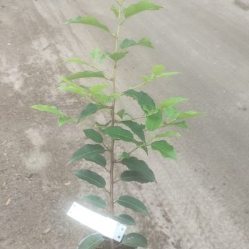 Prunus lusitanica 'Ангустифолия'