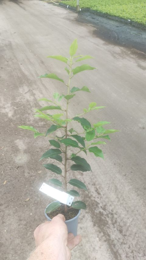 Prunus lusitanica 'Angustifolia'