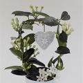Stephanotis floribunda