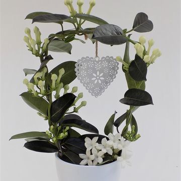 Stephanotis floribunda
