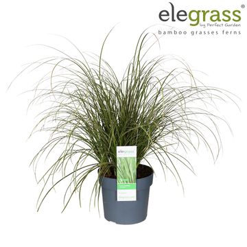 Carex brunnea 'Вариегата'