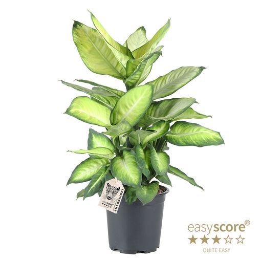 Dieffenbachia 'Summer Style'