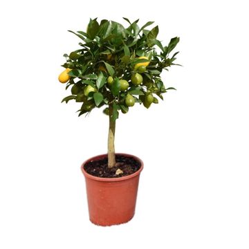 Citrus x floridana 'Livia'