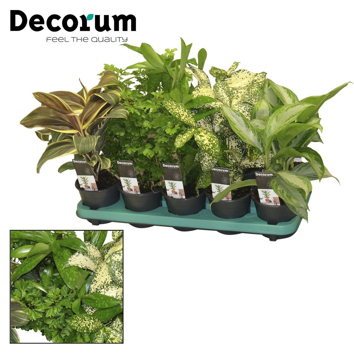 Wholesale Houseplants