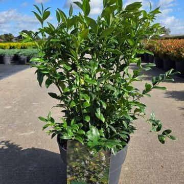 Sarcococca confusa