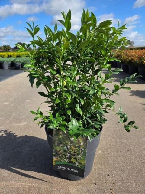 Sarcococca confusa