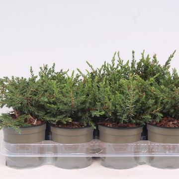 Juniperus communis 'Repanda'