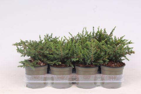 Juniperus communis 'Repanda'