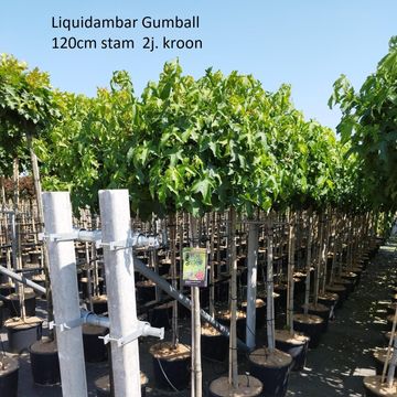 Liquidambar styraciflua 'Gum Ball'