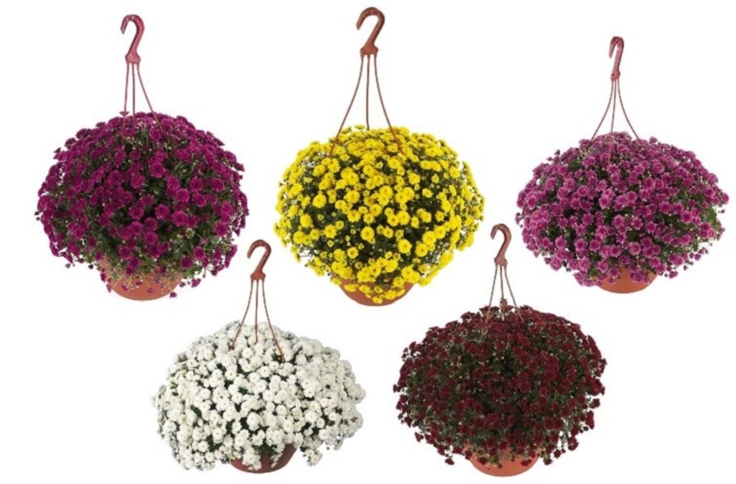 Chrysanthemum SKYFALL MIX (D23 cm A40 50 cm) Plantas Al Por Mayor