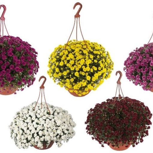 Chrysanthemum SKYFALL MIX (D23 cm A40 50 cm) Plantas Al Por Mayor