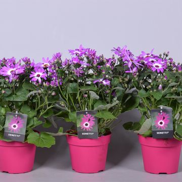 Pericallis SENETTI PINK BICOLOR