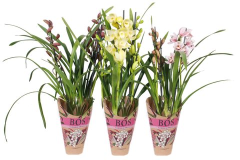 Cymbidium MIX