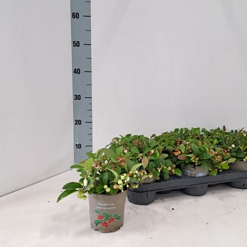 Гаултерия procumbens BIG BERRY