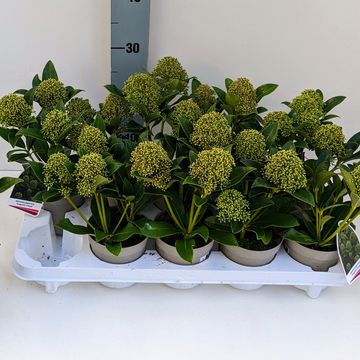 Skimmia japonica 'Fragrant Cloud'