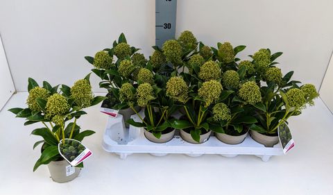 Skimmia japonica 'Fragrant Cloud'