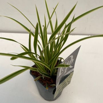 Carex morrowii VANILLA ICE