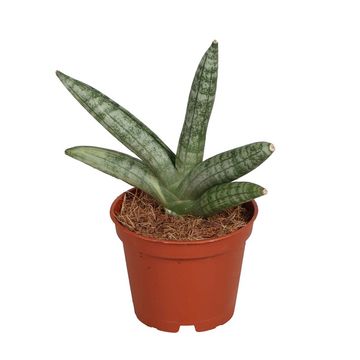 Sansevieria 'Boncellensis'