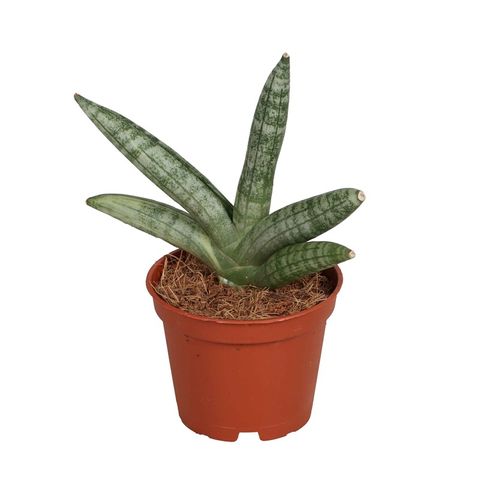 Sansevieria 'Boncellensis'