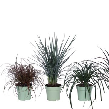 Grasses MIX