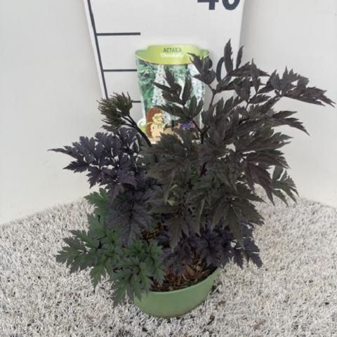 Actaea 'Chocoholic'