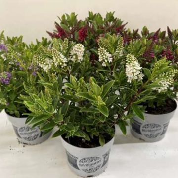 Hebe ALL BLOOMS MIX