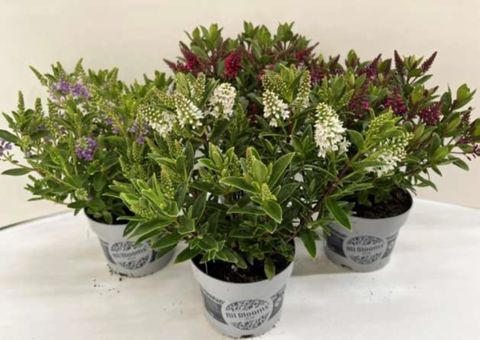 Hebe ALL BLOOMS MIX
