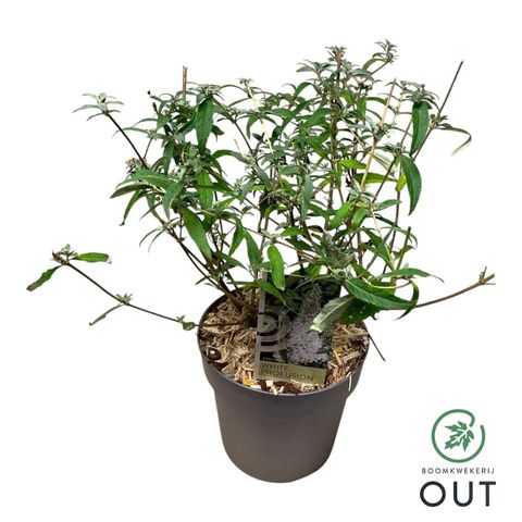 Buddleja davidii 'White Profusion'