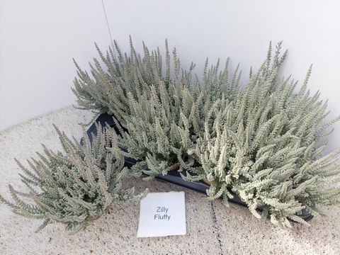 Calluna vulgaris GARDEN GIRLS FLUFFY