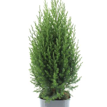 Juniperus chinensis 'Stricta'