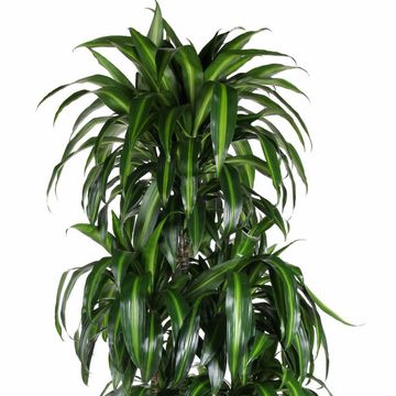 Dracaena fragrans 'Hawaiian Sunshine'