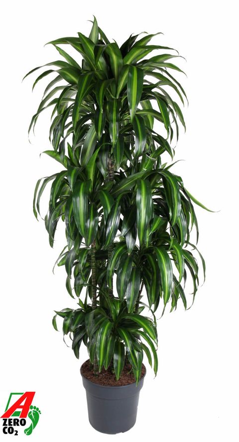 Dracaena fragrans 'Hawaiian Sunshine'