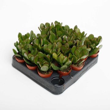 Crassula ovata