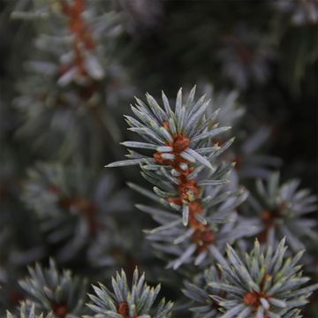 Picea glauca 'Sander's Blue'