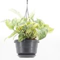 Epipremnum 'Snow Leopard'