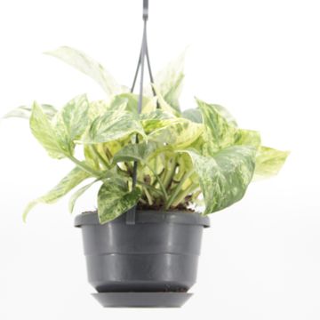 Epipremnum 'Snow Leopard'