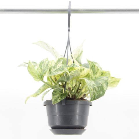 Epipremnum 'Snow Leopard'