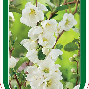 Chaenomeles x superba 'Jet Trail'