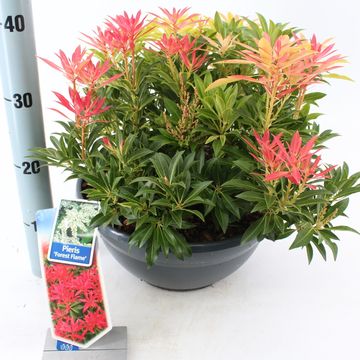 Pieris 'Forest Flame'