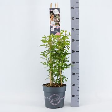 Rosa ROSY BOOM ROSE