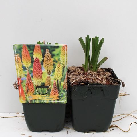 Kniphofia 'Flamenco'