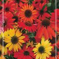 Echinacea purpurea BUTTERFLY HYBRIDS