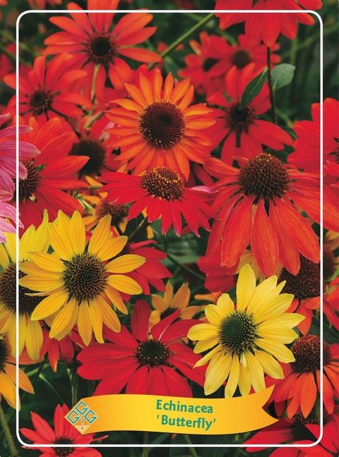 Echinacea purpurea BUTTERFLY HYBRIDS