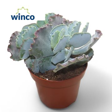 Cotyledon undulata