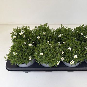Arenaria montana