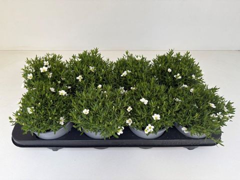 Arenaria montana