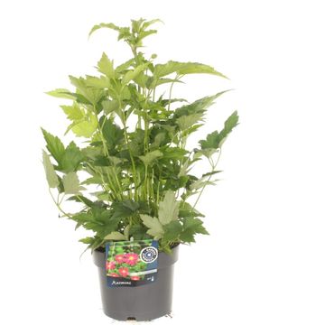 Anemone hupehensis 'Prinz Heinrich'