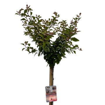 Prunus incisa 'Kojou-no-mai'