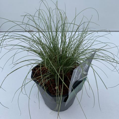 Carex comans 'Frosted Curls'