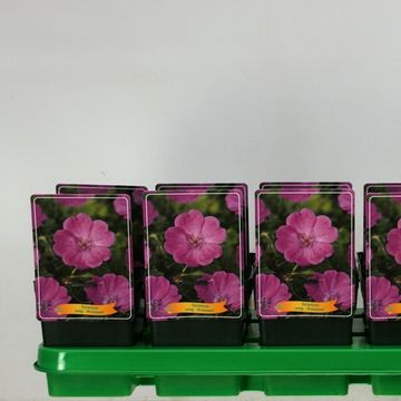 Geranium 'Little David'